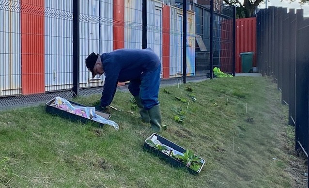 Primroses being planted