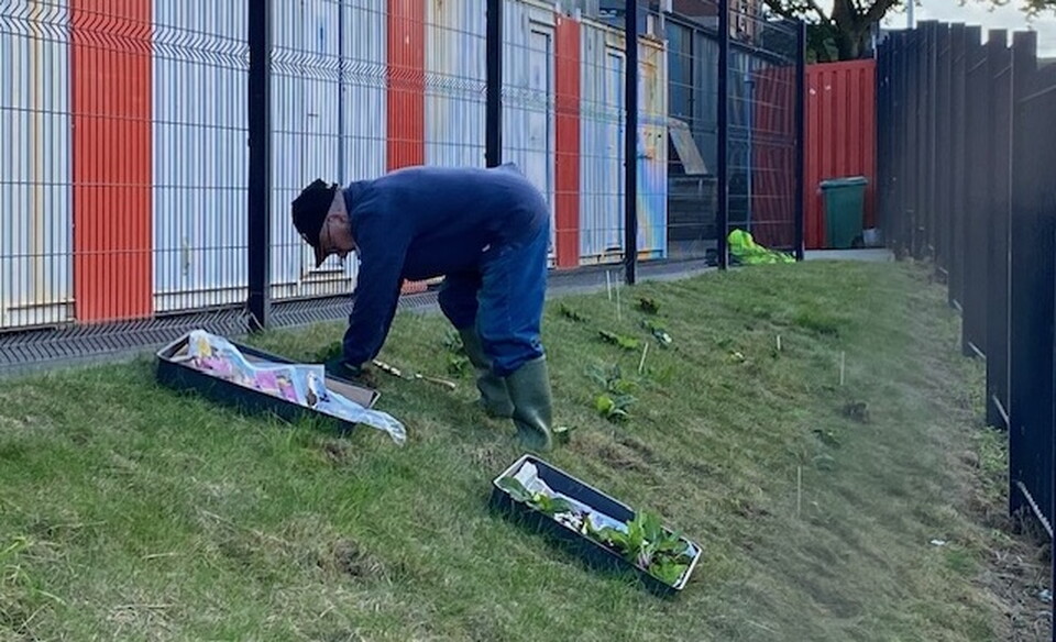 Primroses being planted
