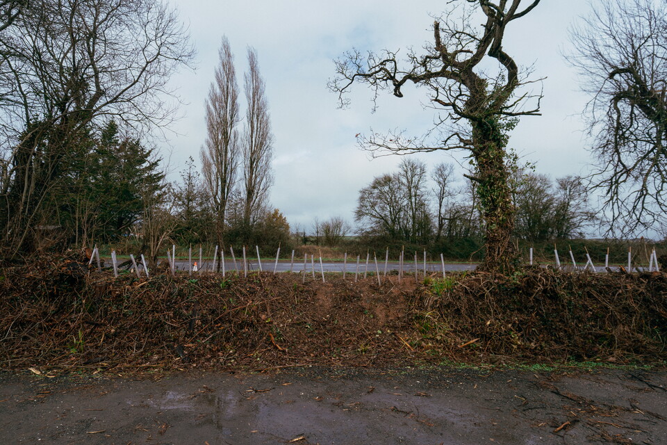 Hedgerow at the training ground 